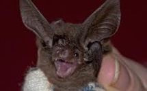 Nouvelle découverte étonnante dans la jungle papoue