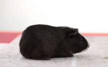 Mondial-2014: un cochon d'Inde jouera le rôle de Paul le Poulpe au Brésil