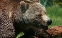 Appel à "remplacer" l'ours Balou, mort dans les Pyrénées