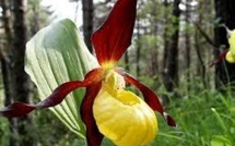 Des orchidées et les lémuriens menacés d'extinction selon l'UICN