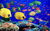 Baisse de la quantité de polluants dans la Grande barrière de corail, selon l'Australie