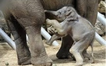 Panthères de l'Amour, guépards, éléphants... boom des naissances rares dans les zoos