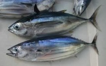 Les îles du Pacifique sud augmentent de 33% les droits de pêche au thon pour les flottes étrangères