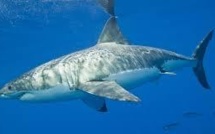Le grand requin blanc n'est pas en danger d'extinction dans le Nord-Est Pacifique