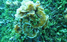 Tupaia, Puhoro… Ces "nouvelles" algues aux noms polynésiens