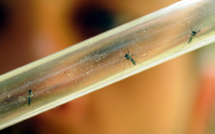 Un nombre inhabituel de cas de dengue signalés en métropole
