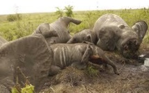 Trafic d'ivoire: les éléphants du Mozambique massacrés par centaines