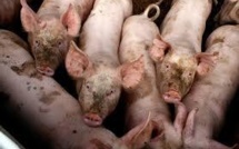 Inauguration de la station porcine de Moorea