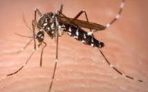 Pas de nouveau cas de chikungunya détecté en Polynésie