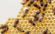 Obama ordonne un réexamen de l'effet des pesticides sur les abeilles