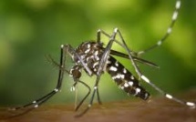 Après les Caraïbes, le virus du chikungunya se répand en Amérique centrale