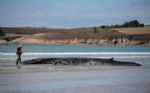La baleine échouée sur une plage du Finistère est repartie en mer
