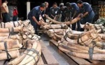 Les crimes contre l'environnement financent groupes armés et "terroristes"