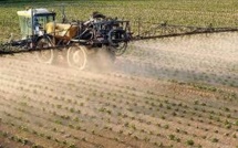 Les pesticides menacent les oiseaux et les vers de terre autant que les abeilles