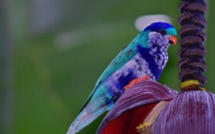 Le pihiti, fierté de Ua Huka, menacé par le rat noir