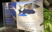 À Rangiroa, une taille minimale pour préserver les stocks de 'o'eo