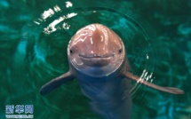 En Chine, lutte inégale pour les derniers marsouins du Yangtsé