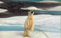 Quand l'ours blanc se retrouve loin de sa banquise