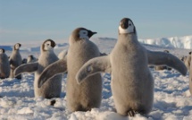 Réchauffement : la marche du Manchot empereur vers le déclin a commencé