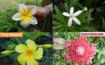 Près d'une espèce de la flore de Mayotte sur deux menacée