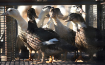 Un cas de grippe aviaire transmis à l'homme en Espagne