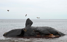 Argentine: morts en série de baleines australes, une micro-algue suspectée