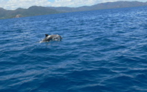 Mammifères et oiseaux marins de N-Calédonie et de Wallis et Futuna vont être recensés