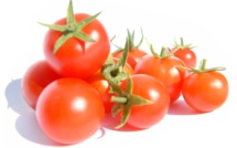 FW13, la tomate de demain qui ne pourrira jamais