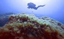 Des "aires maritimes protégées" mais pas assez ? Une ONG attaque le gouvernement