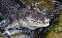 Grèce: apparition mystérieuse d'un crocodile sur l'île de Crète