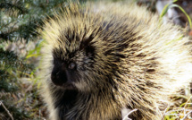 En Chine, les animaux menacés continuent de finir à la marmite