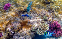 Face au réchauffement climatique, l'Egypte, "dernier refuge des coraux"