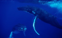 Observation des baleines : les Polynésiens encouragés à devenir des contributeurs
