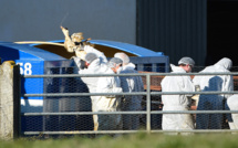Grippe aviaire: déjà plus de 300.000 volailles d'élevage abattues depuis l'été
