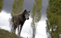 L'Assemblée autorise à son tour les éleveurs à abattre des loups