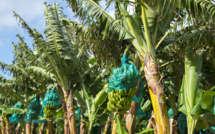 En Guadeloupe, mesurer son taux d'exposition au chlordécone pour adapter son mode de vie