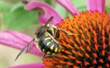 Des chercheurs reconstituent le paysage ancien de Marseille grâce aux insectes et aux pollens