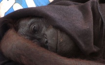 L'orang-outan ne voulait pas se séparer de sa peluche