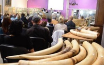 Vente record d'une tonne de défenses d'éléphant à Cannes