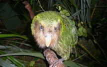 En Nouvelle-Zélande, un perroquet charismatique privé de concours de beauté