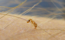 La petite fourmi de feu détectée pour la première fois en France