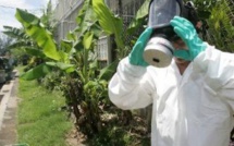 Guadeloupe : 6 décès en lien avec le chikungunya