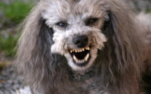 Un psychiatre argentin abat son voisin après un combat de caniches