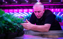 En Ecosse, une pépinière verticale source d'espoir pour les promesses de neutralité carbone