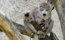 Naissance exceptionnelle dans l'Indre de quatre petits Lémurs, espèce en danger