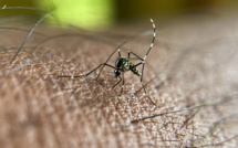 Chaleur en France: s'attendre à une hausse des virus "exotiques"