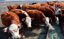 Le boeuf, une source de protéines qui coûte cher à l'environnement