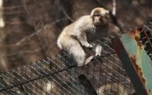 Le sang des singes de la région de Fukushima modifié