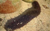 Le concombre de mer des lagons des Eparses se vend très bien en Asie