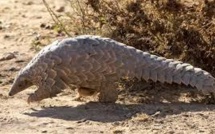 Les mystérieux pangolins sont en cours d'extinction